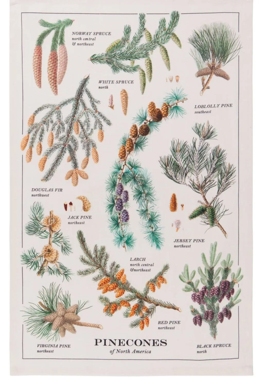 Pinecones Dishtowel