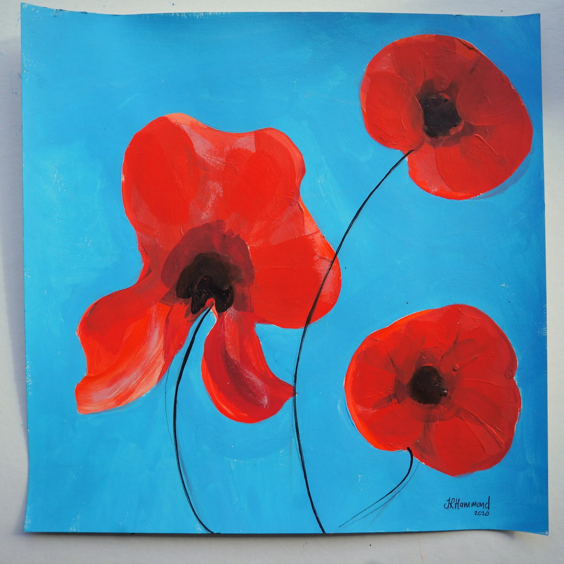 Poppy Flowers Study One