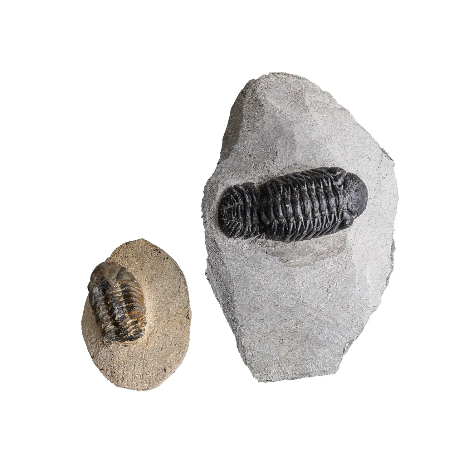 Trilobite on Matrix