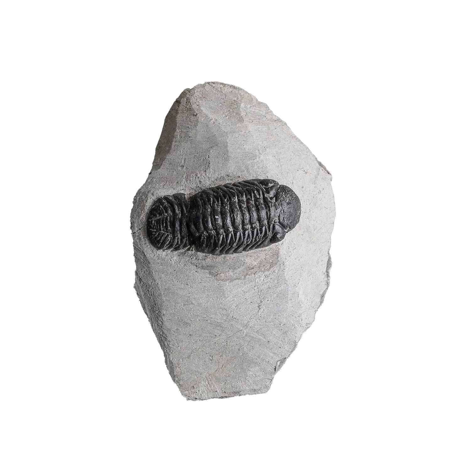 Trilobite on Matrix