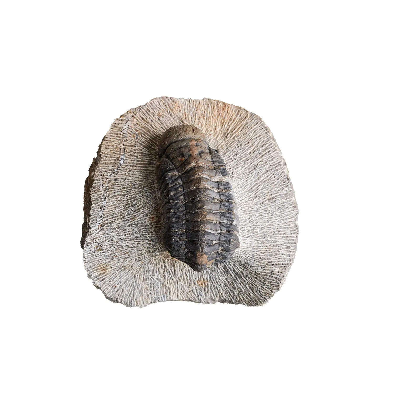 Trilobite on Matrix