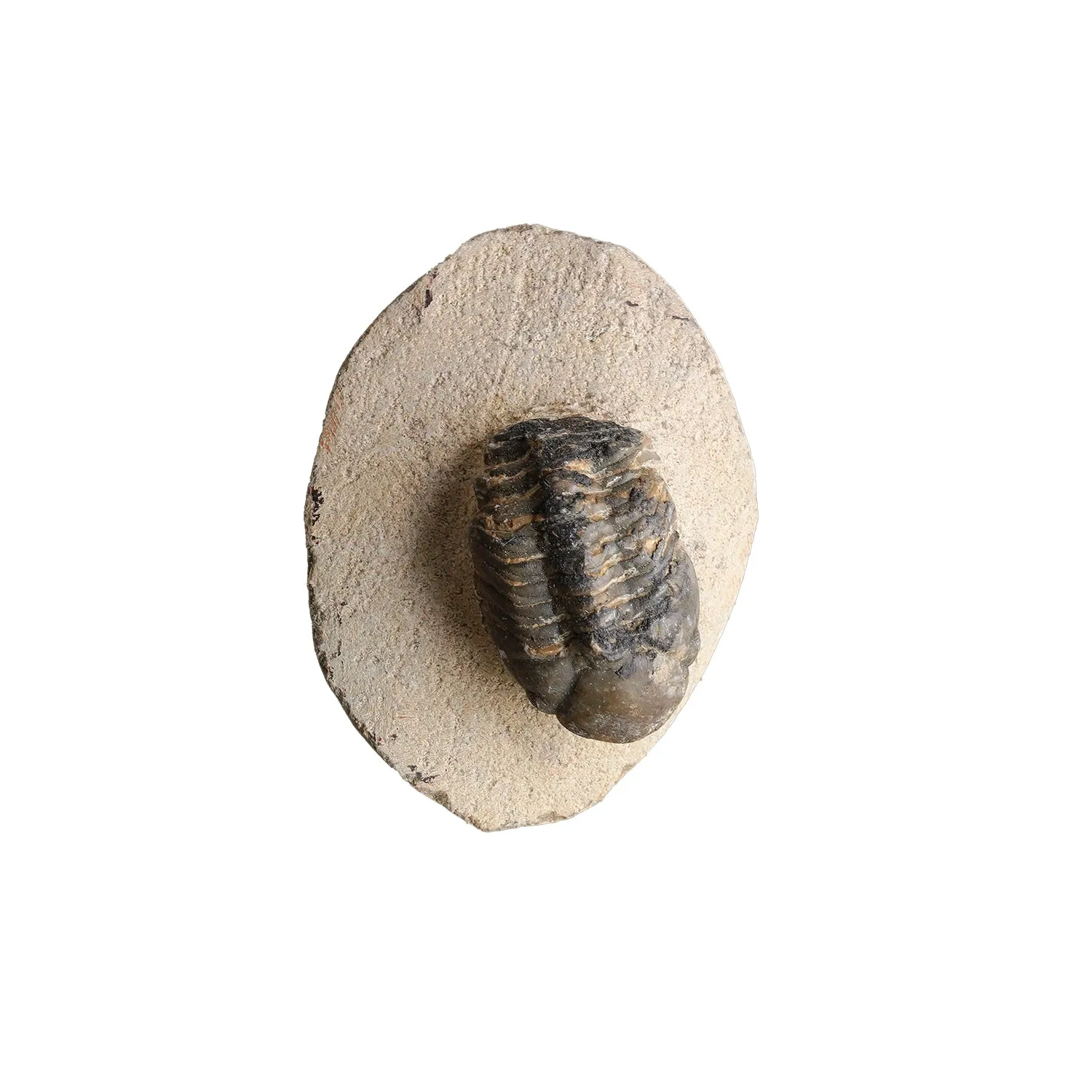 Trilobite on Matrix